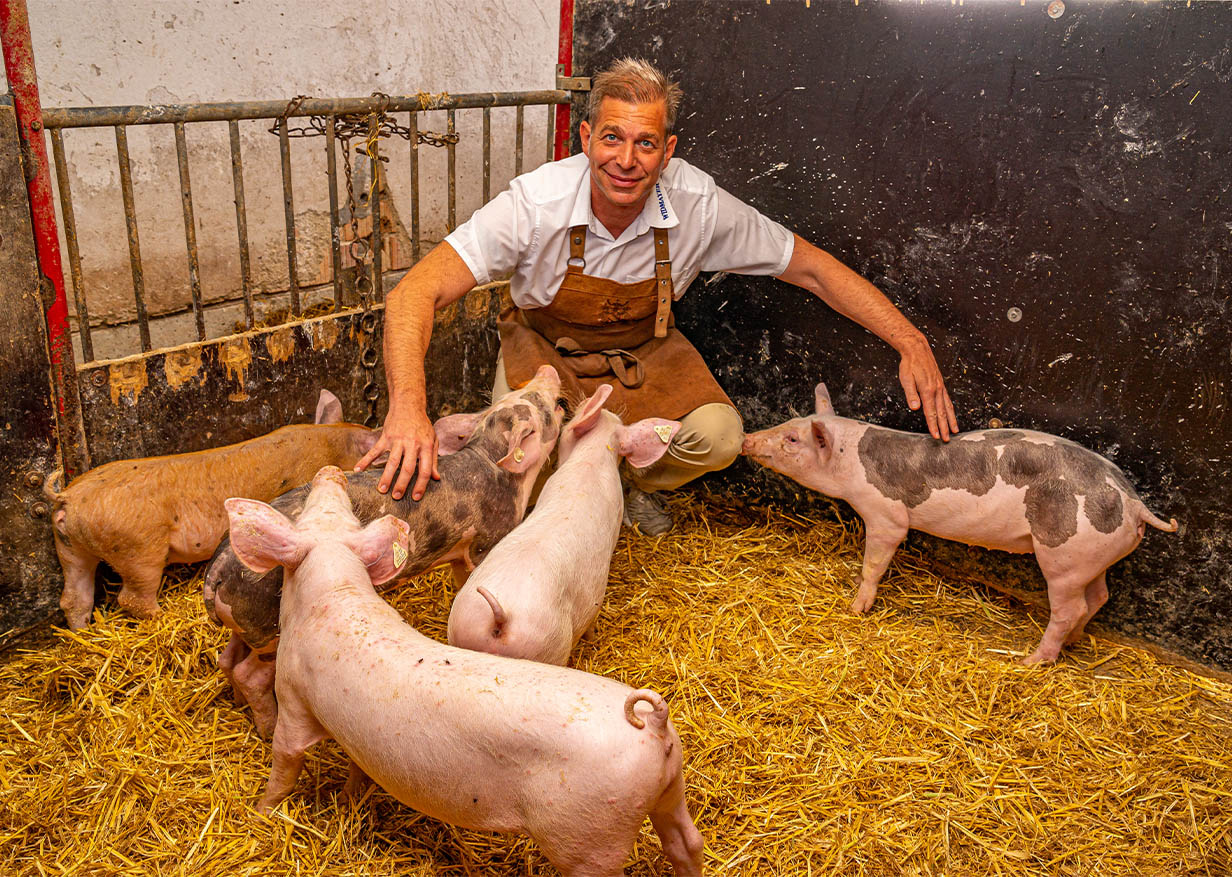 schwein
